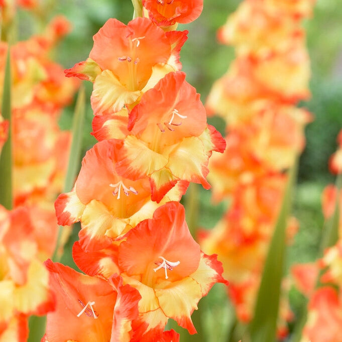 Gladiolus Princess Margeret Rose 10-pakning